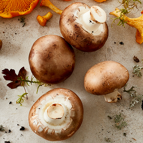 Markchampignon 500X500