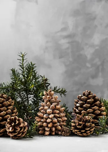 Kogle Brændtemandler Tobiashamann