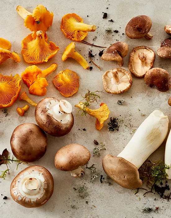 KK ESSENS 3 2023 Svampejagt 550X700px