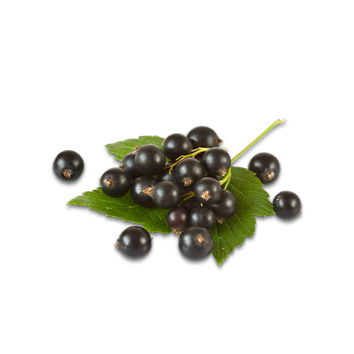 Untitled 1 0002 Shutterstock 90803204