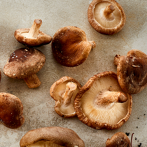 Shiitake 500X500