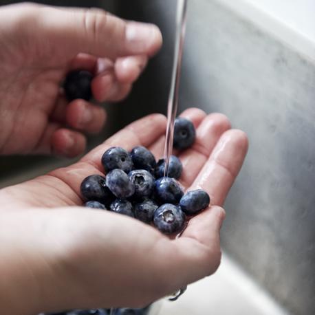 ROS 20722 Preparing Blue Berries