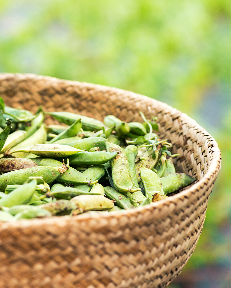 KK ESSENS 2 Baelgfrugter Test 01 800X1000px