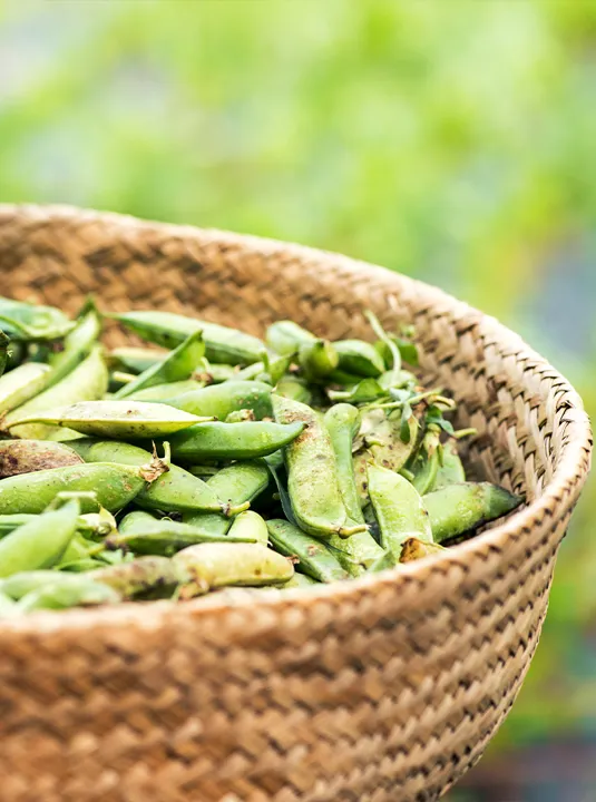 KK ESSENS 2 Baelgfrugter Test 01 800X1000px