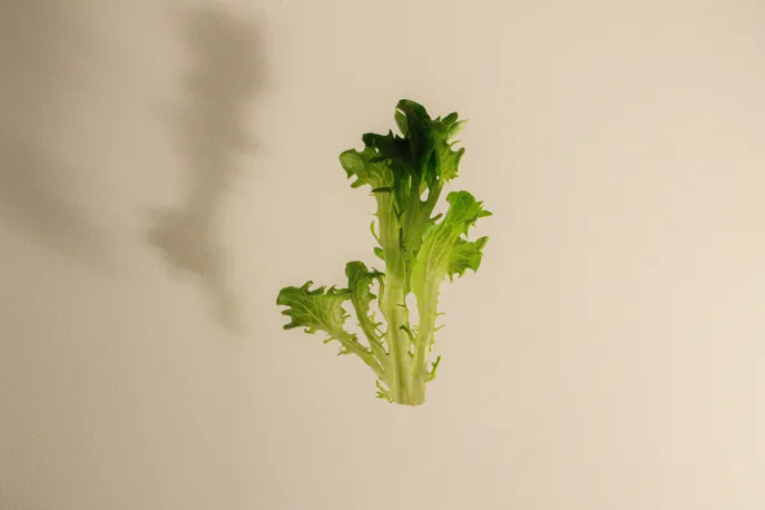 K Z Zraa6orqxy Unsplash