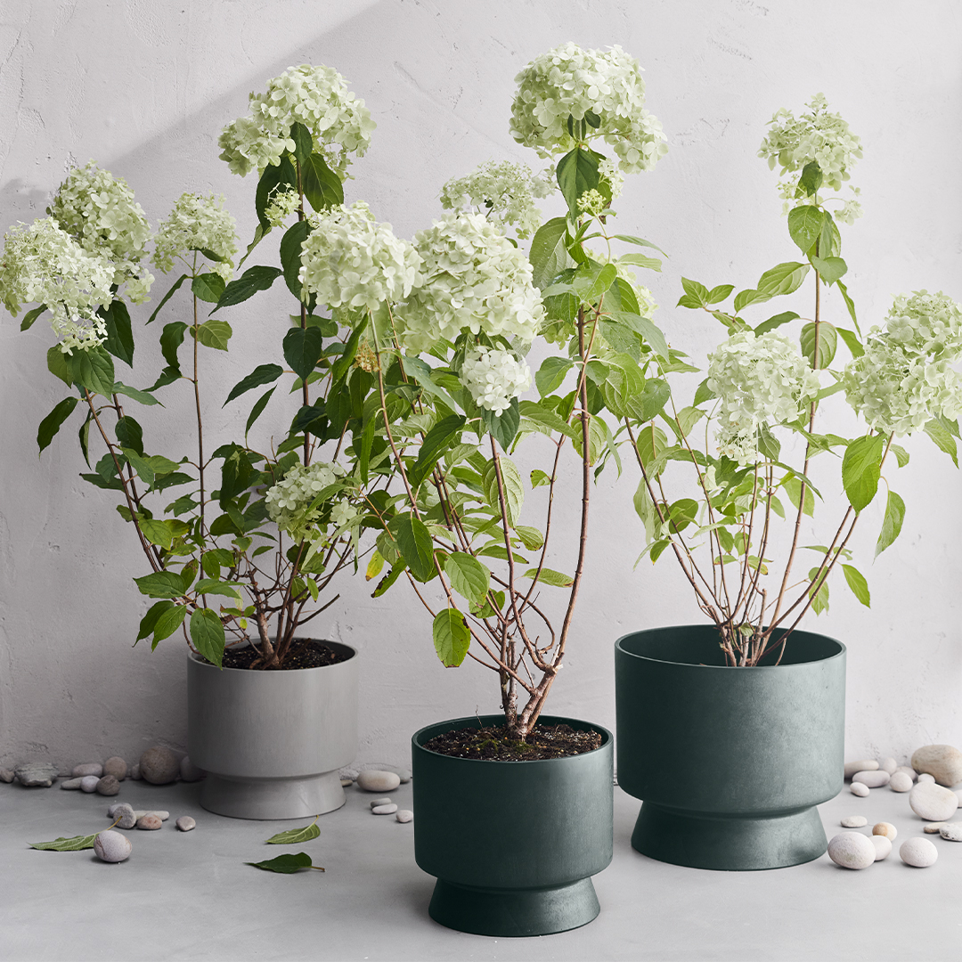 800X800px 0002 2022 20624 20623 20633 Argb High (1)