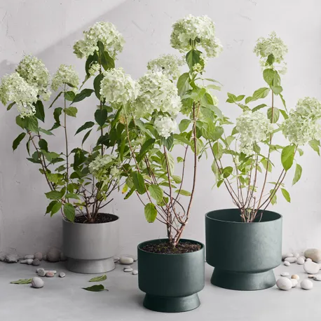 800X800px 0002 2022 20624 20623 20633 Argb High (1)