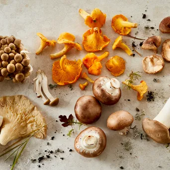 KK ESSENS 3 2023 Svampejagt 800X800px